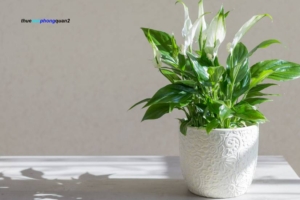 Ý nghĩa phong thủy của cây văn phòng để bàn và tác động tích cực trong công sở